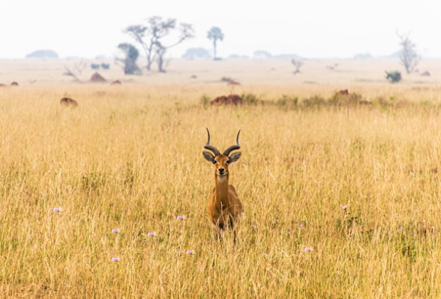 Akagera National Park