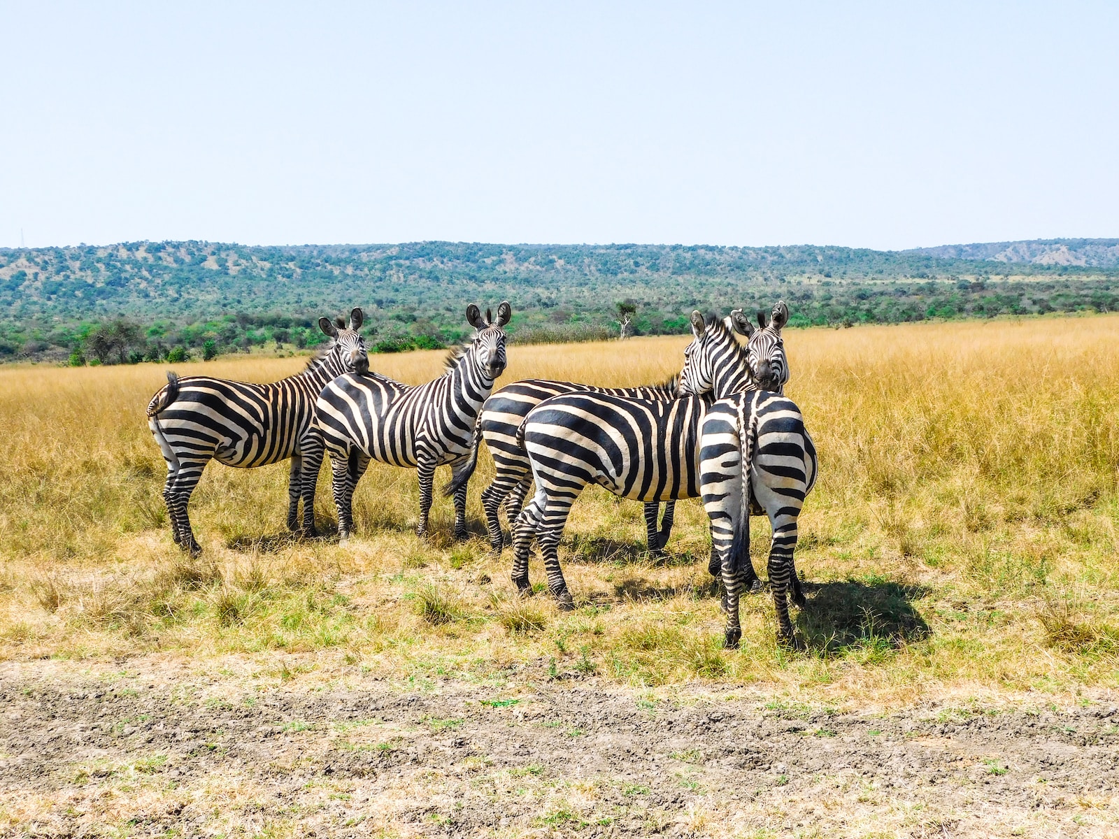 a group of zebras stand in a grassy field